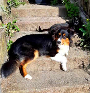 Black Poison_Star of Skyline_Rockn Storm_Australian Shepherd_Buffy (17)