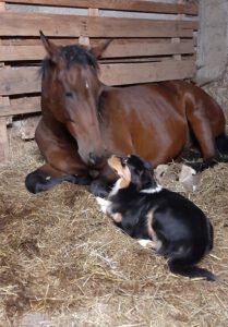 Black Poison_Star of Skyline_Rockn Storm_Australian Shepherd_Buffy (18)