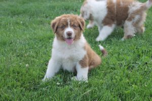 Black Poison_Star of Skyline_Rockn Storm_Australian Shepherd_Buffy (21)