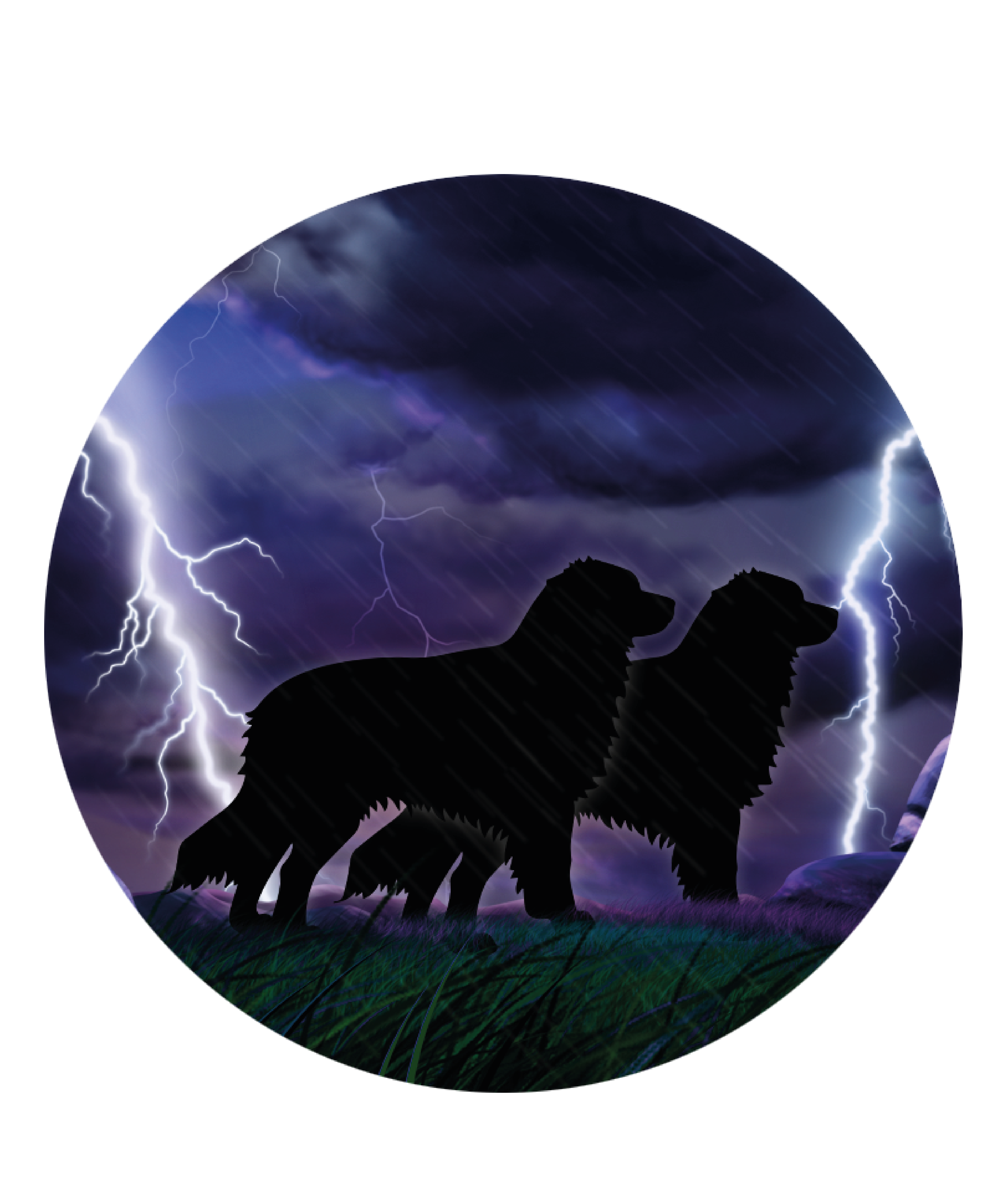 Rock n Storm Australian Shepherds