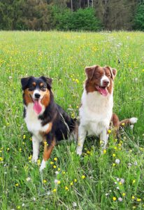 Rockn Storm_Australian Shepherd